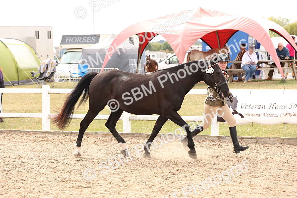 SBM_14650 - Class 208 - IH Veteran Horse