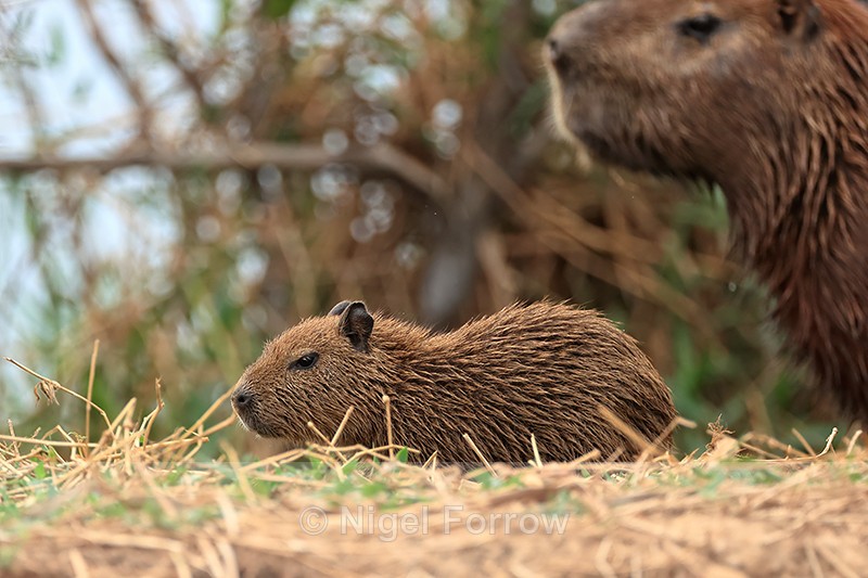 Young Capybara and adult, Pantanal, Brazil - Capybara