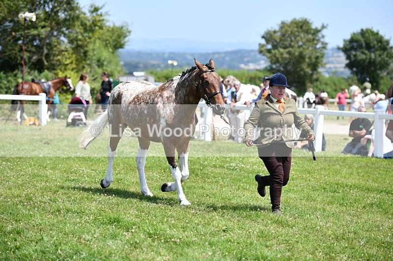 DSC_7512 - Class 63: Coloured Horse Youngstock