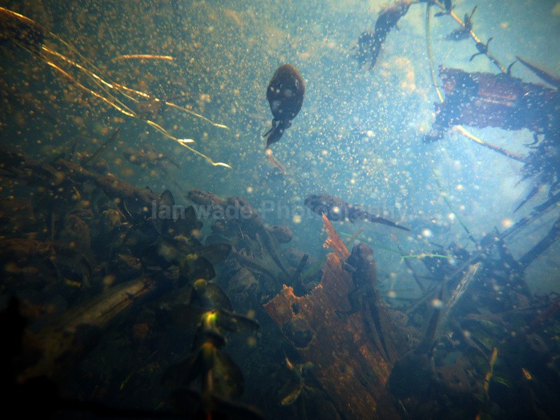 - Reptiles, amphibians & pond life, Great Britian