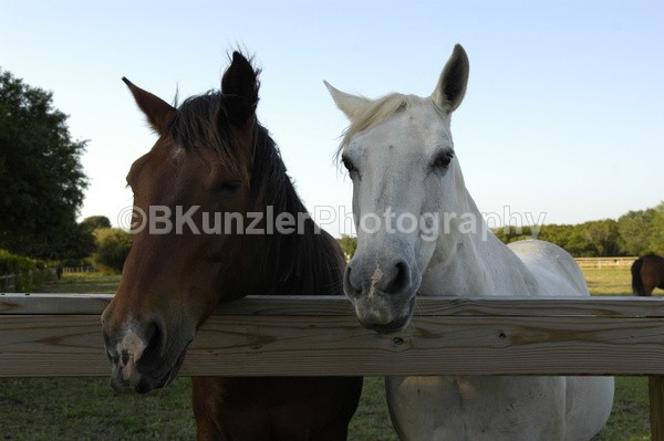  - Animals