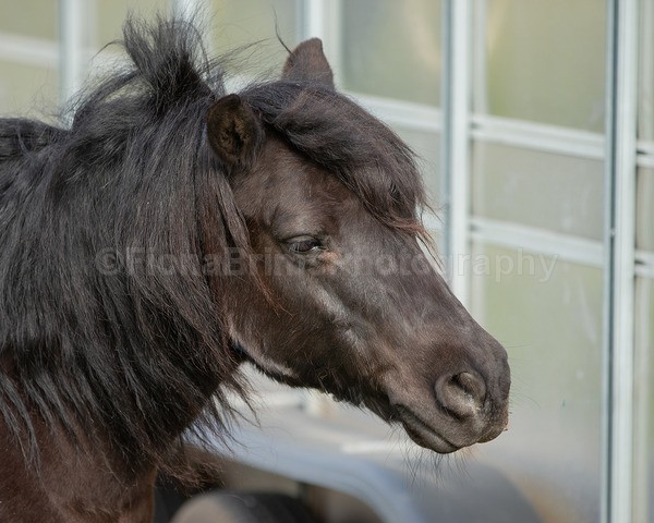 Troon Drive-8 - Troon Easter Monday Drive 2026