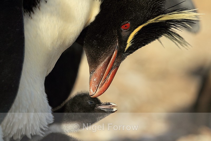 Rockhopper Penguin & chick, close-up, Sea Lion Island - Rockhopper Penguin