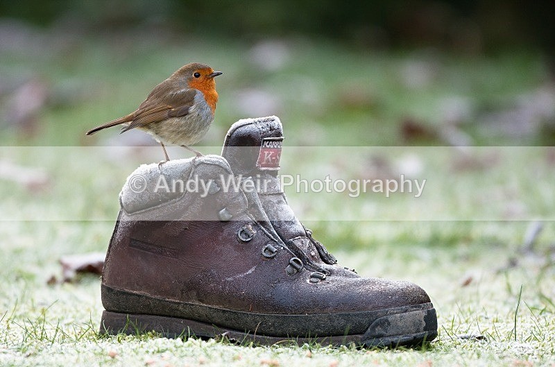 20090110-022 - Robin