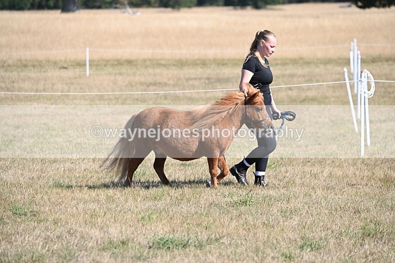 WJ6_7190 - Class 33 Rescue Pony