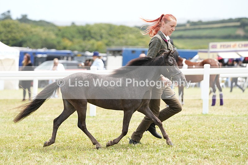 DSC06467 - Class 56: Miniature Horse 1, 2 & 3yr olds