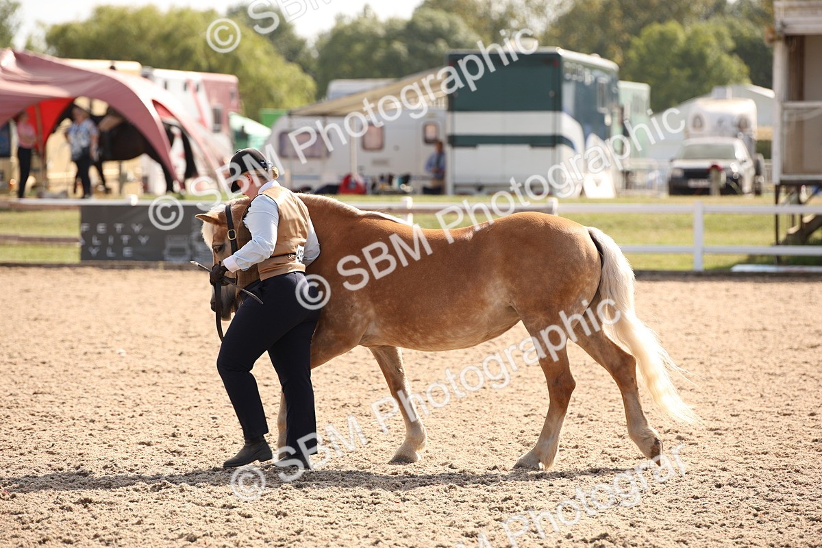 SBM_07087 - Class 25 IH Foreign Breeds- Pure bred