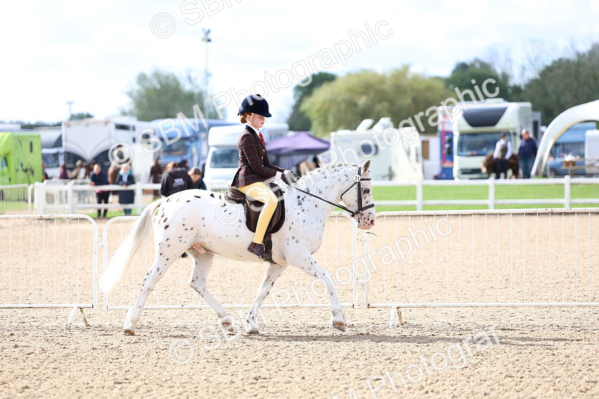 SBM_10761 - Class 305 - Ridden Foreign Breeds - Pure Bred