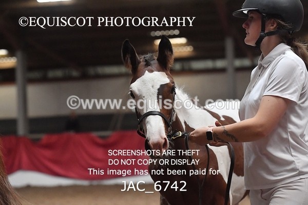 JAC_6742 - 15 Ziggy of Westoak