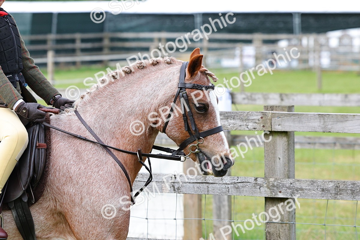 SBM_09619 - Class 44-45 - LIHS BSPS Open Nursery and Cradle Stakes