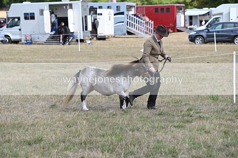 WJ6_6854 - Class 21 Shetland & Mini Horses