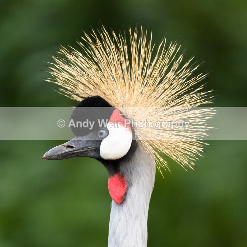 20161023-8E0A2410 - Captive Birds