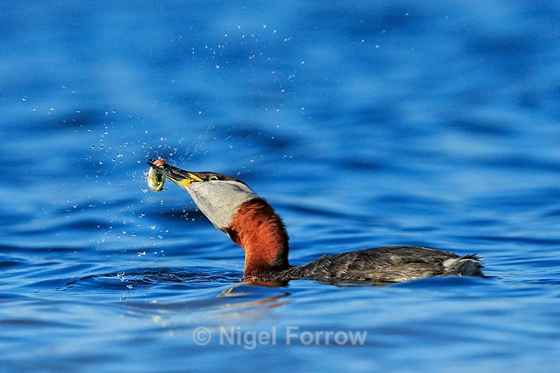 Red-necked Grebe with fish, Farmoor Reservoir - Red-necked Grebe