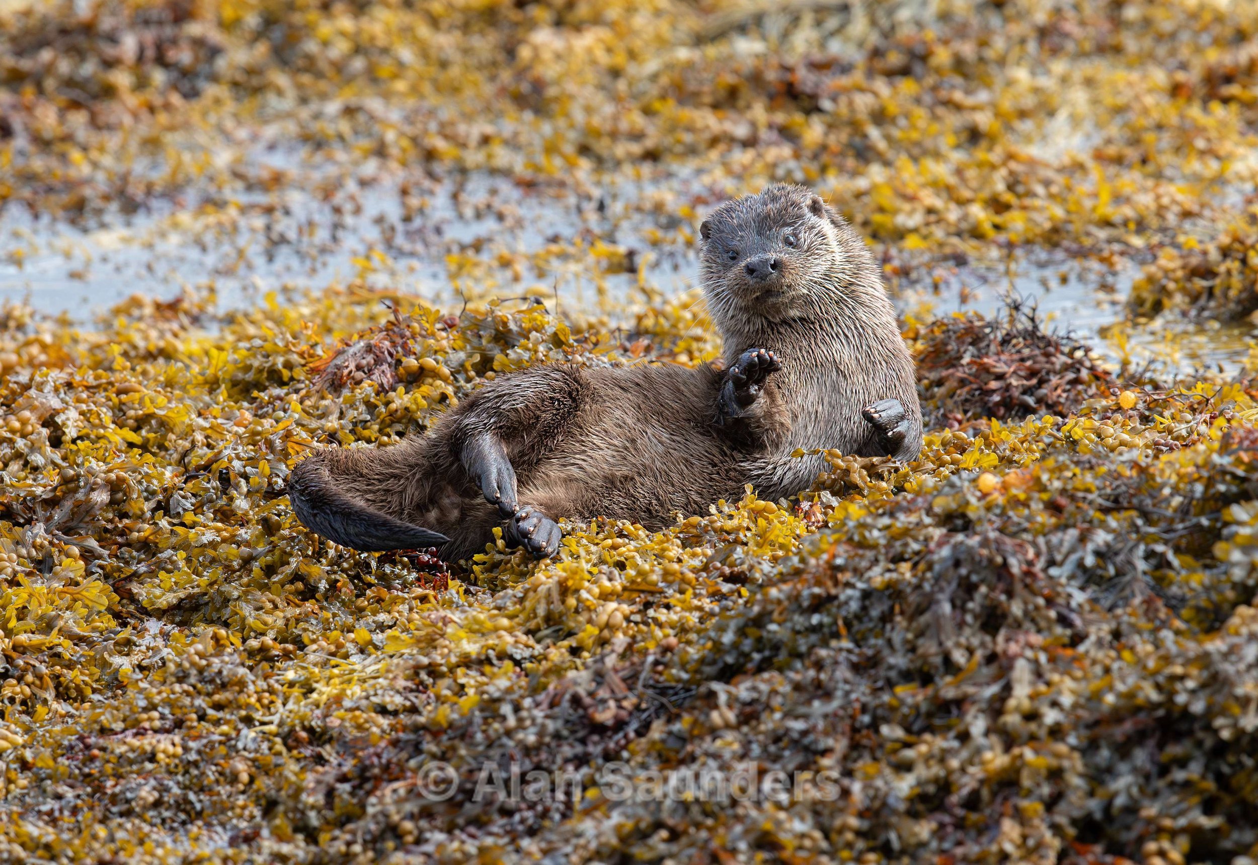Eurasian Otter 47