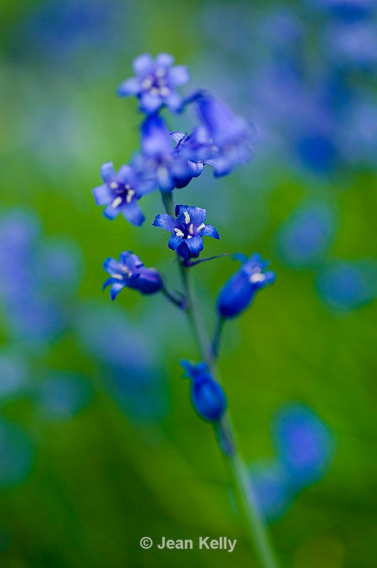 Flower  - 4812 - Blue