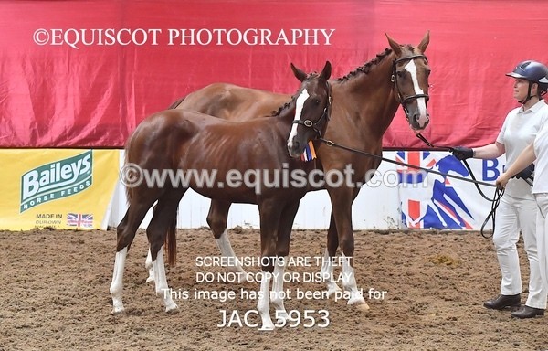 JAC_5953 - 11 Pandora of Westoak