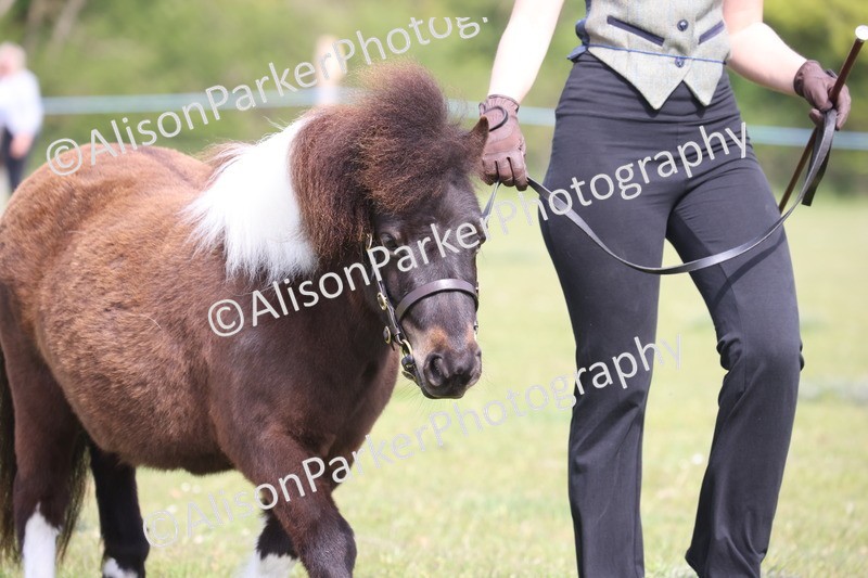20260426-3144 - Class 26 - Shetland Ponies and Minitures