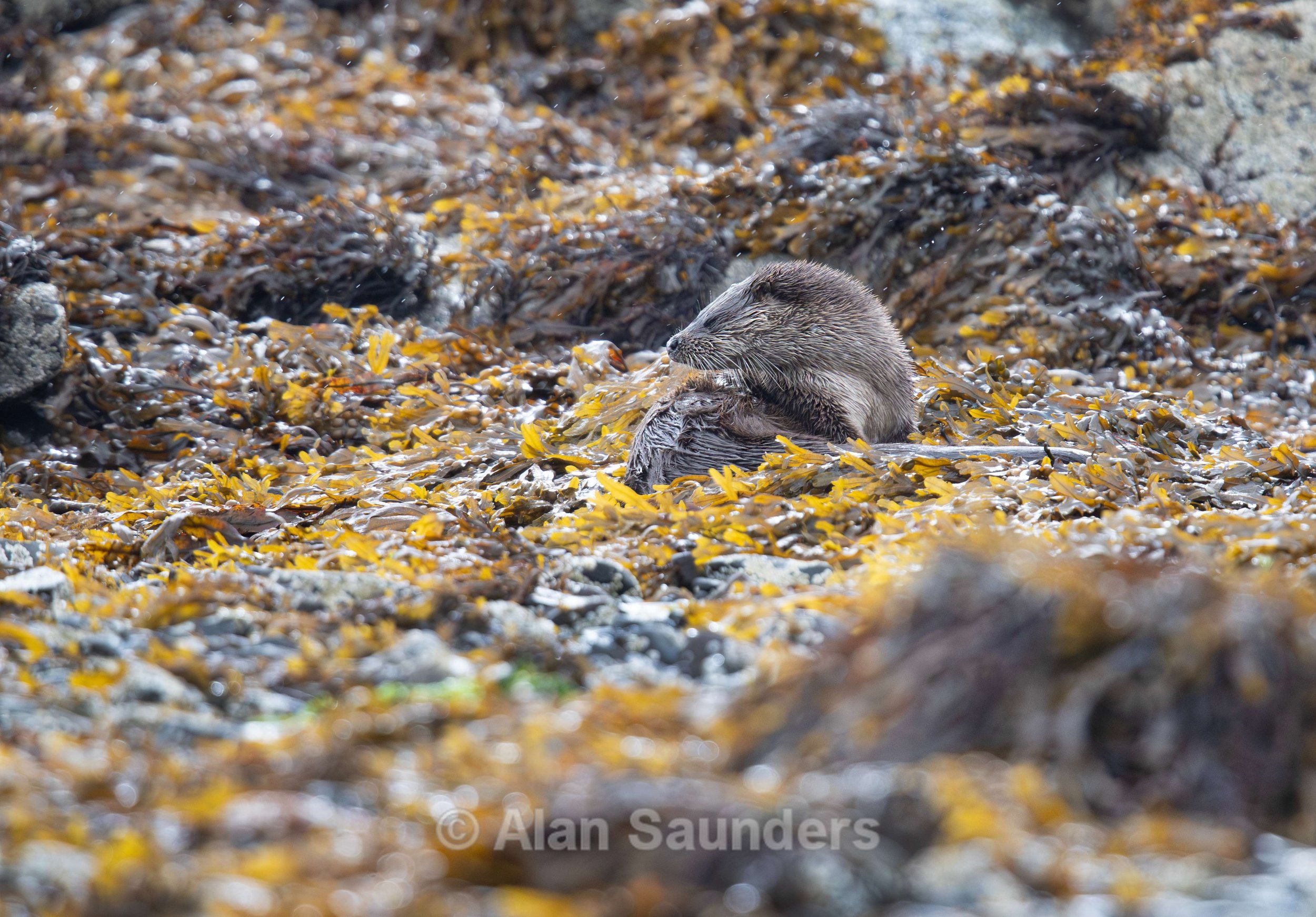 Eurasian Otter 56