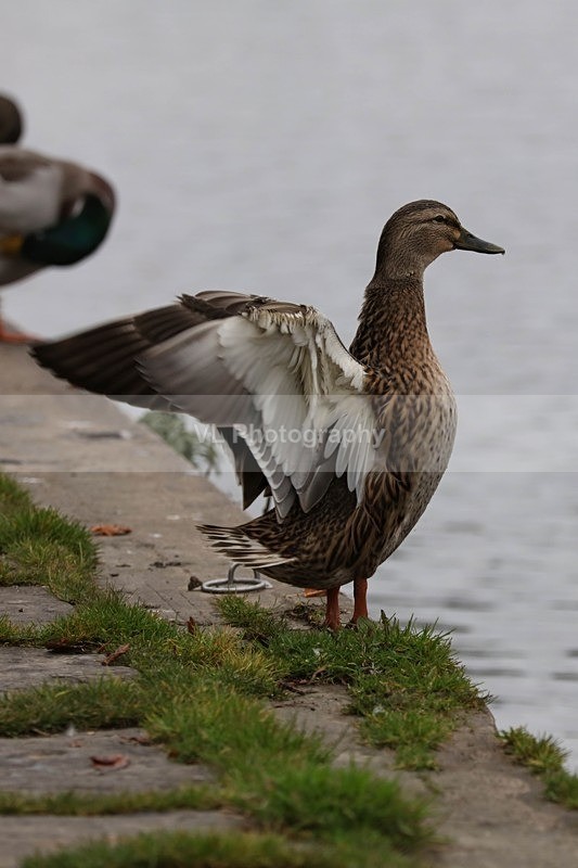 Duck - Animals and Birds