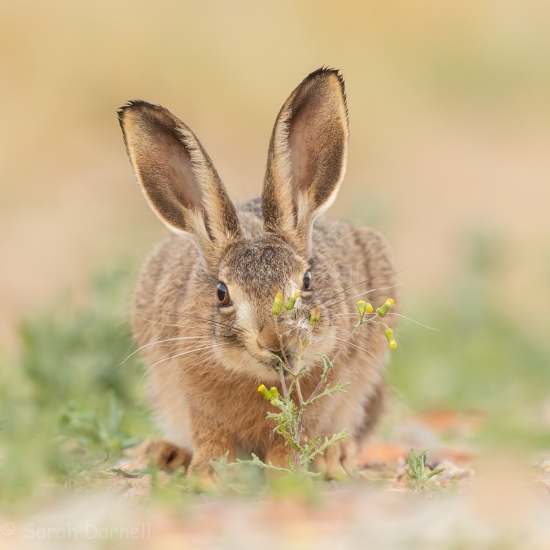 Chickweed Hare 2026 - Greeting Cards