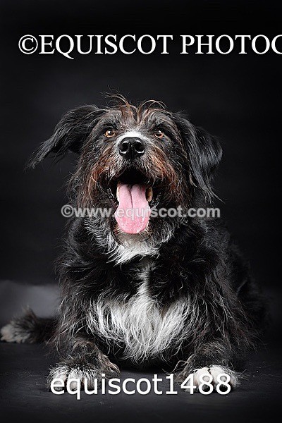 equiscot1488 - RUSSO