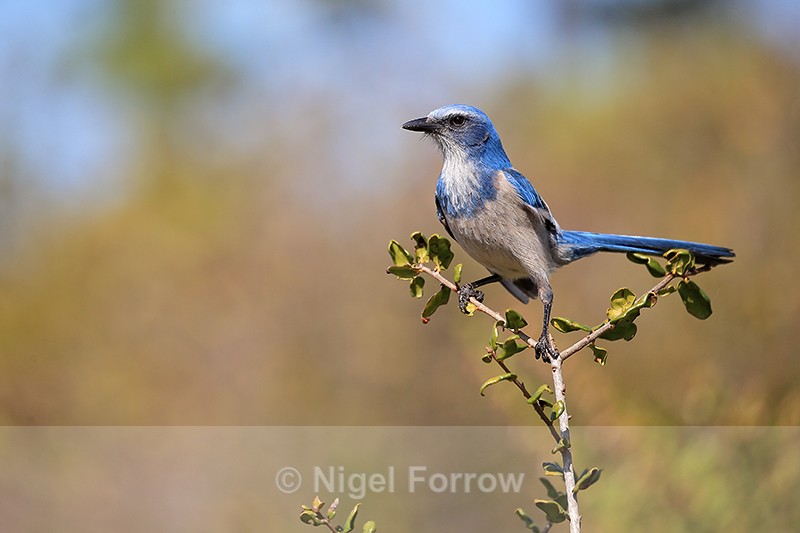 Florida Scrub-Jay perched atop bush, Shamrock Park, Venice, Florida - Florida Scrub-Jay