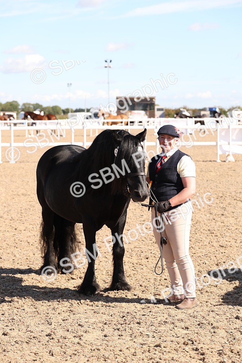 SBM_12967 - Class 206 - IH Non Show Type Pony