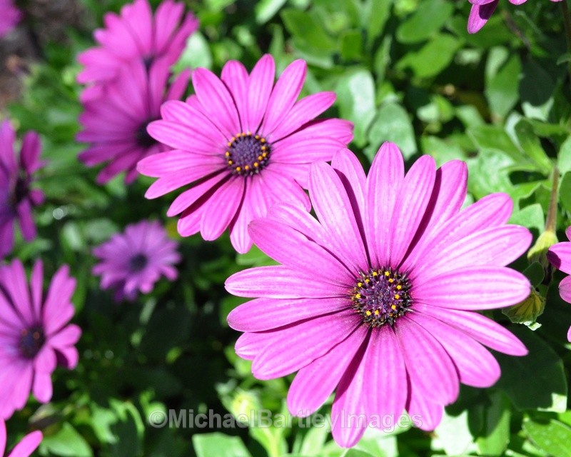 Purple flowers