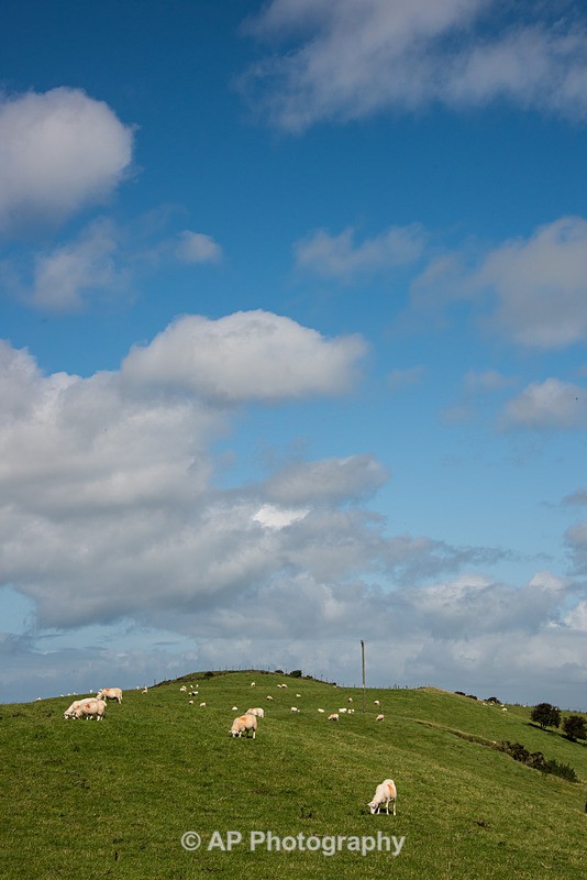 ACP_2459-1 - Rural Views