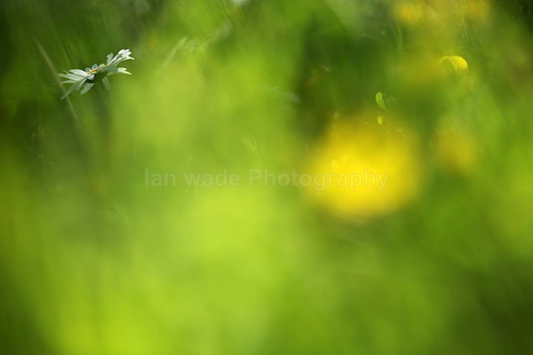 This lone moon daisy (Leucanthemum vulgare) 1 - Wild Flowers,  plants & Fungus photography, Great Britain