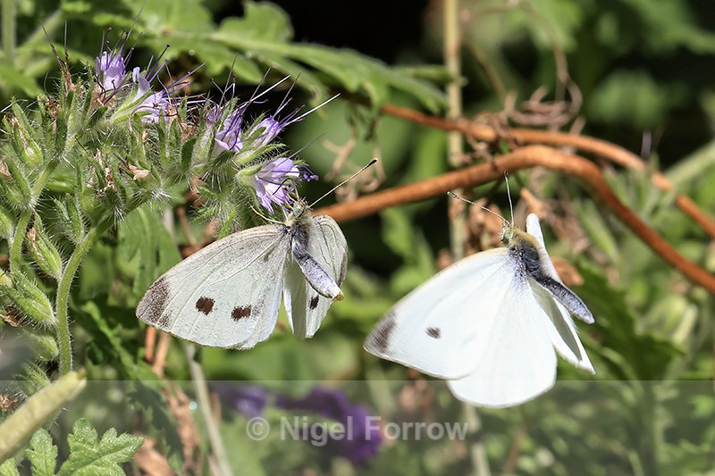 Small White butterflies (male & female), Oxfordshire, UK - INSECTS