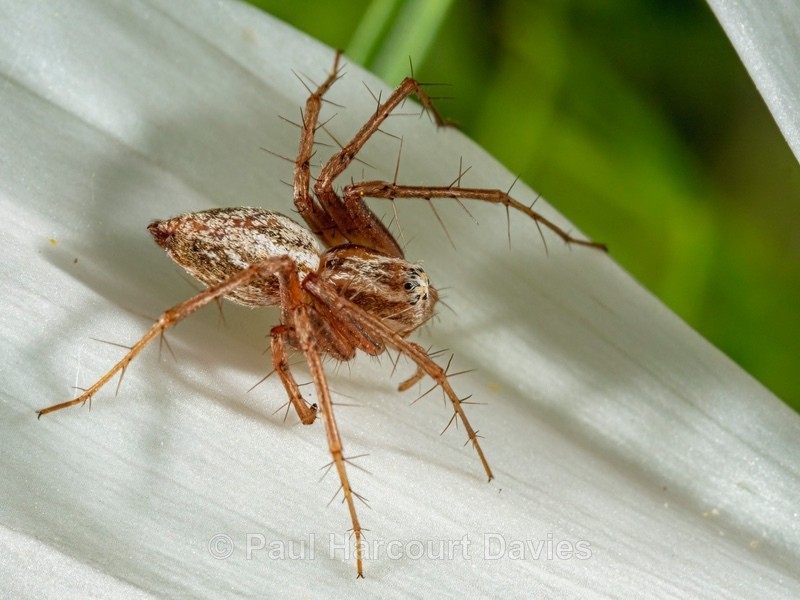 Long-legged hunting spider ( Oxyopes lineatus) male - Insects & Spiders & other animals 2021