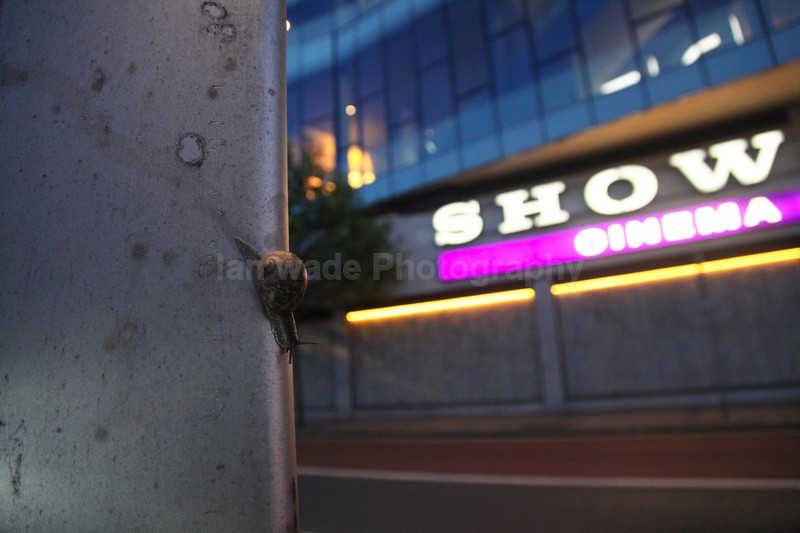 Urban snail at night in a Bristol Street - Urban Snail photography - Bristol