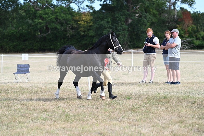 WJ7_8205 - In-hand Championship