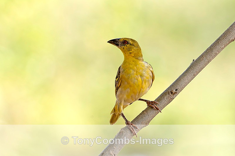 Village Weaver - The Gambia
