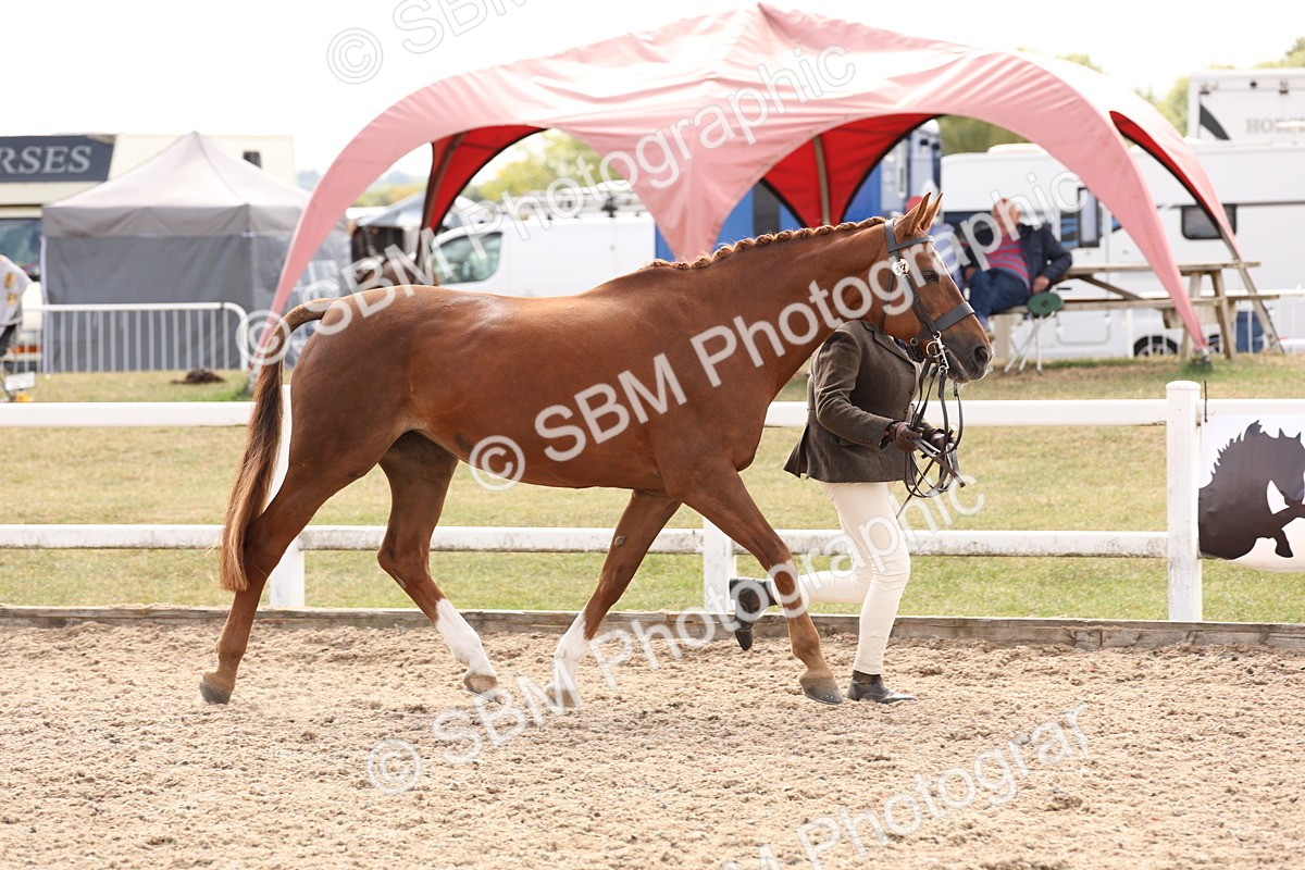 SBM_15347 - Class 210- IH Show Horse