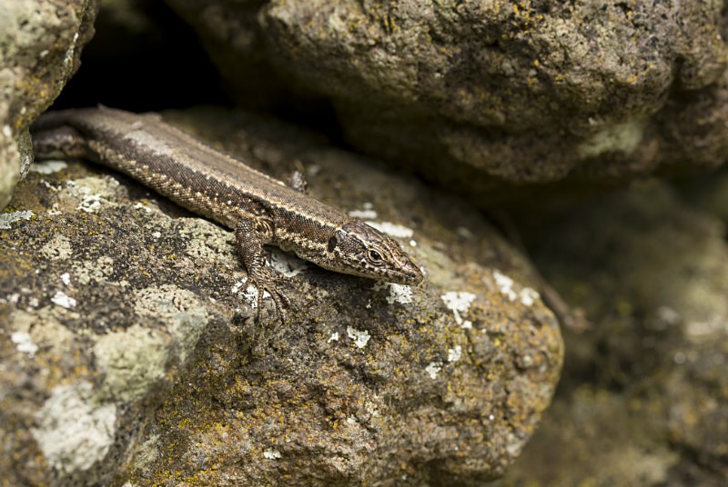 Lizard, Pico Island, Azores - Lizards, Pico Island, Azores