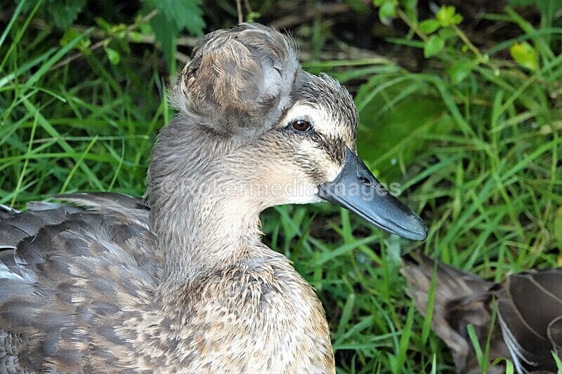 DSC07757 - SEPT 2020 STAYCATION