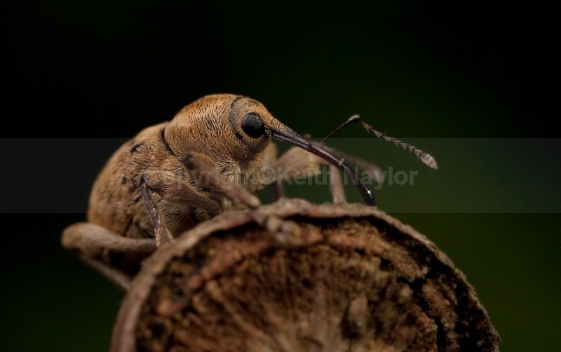 Nut Weevil Curculio nucum - Latest Work
