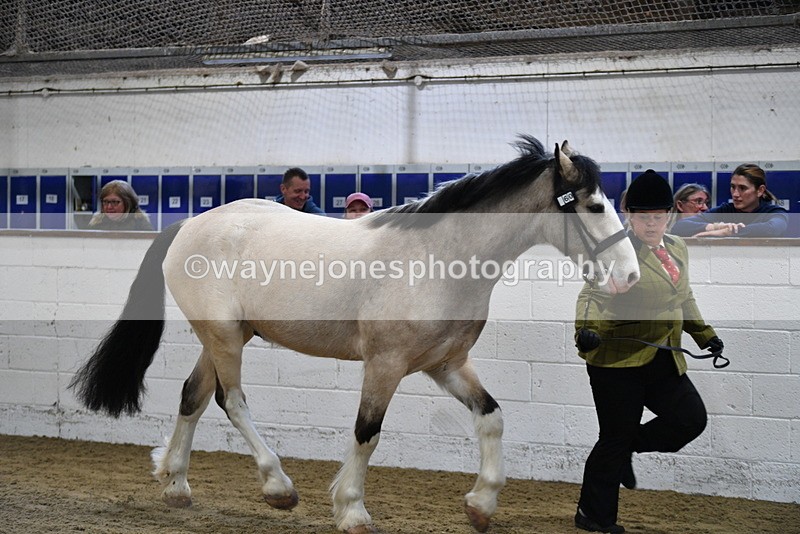 WJ5_3465 - Class 1 Youngstock