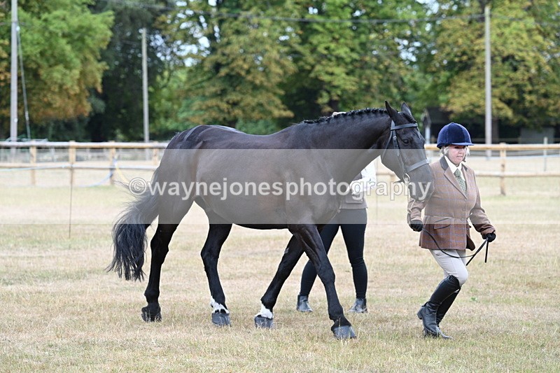 WJ7_0038 - Class 5a Most Handsome Gelding (above 14.2hh)