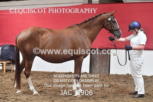 JAC_5906 - 11 Pandora of Westoak