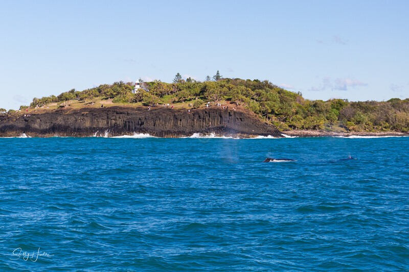 Fingal Head Whale 1_16A1475 - 2025 Whales