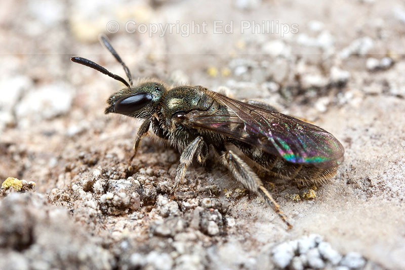 Lasioglossum smeathmanellum