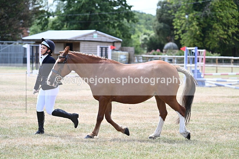 WJ7_1971 - Class 4a Prettiest Mare 14.2hh and over hand