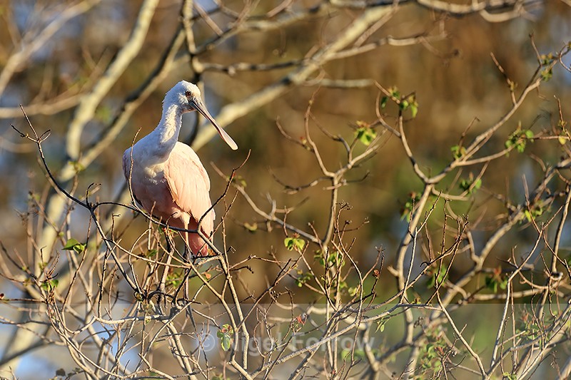 Roseate Spoonbill (juvenile) perched, Gatorland, Florida - Roseate Spoonbill