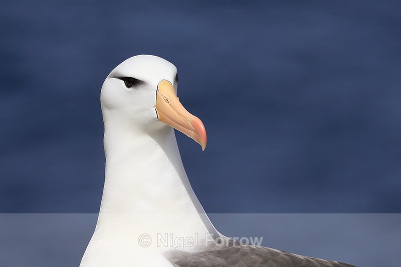 Black-browed Albatross blue background, West Point Island - Black-browed Albatross