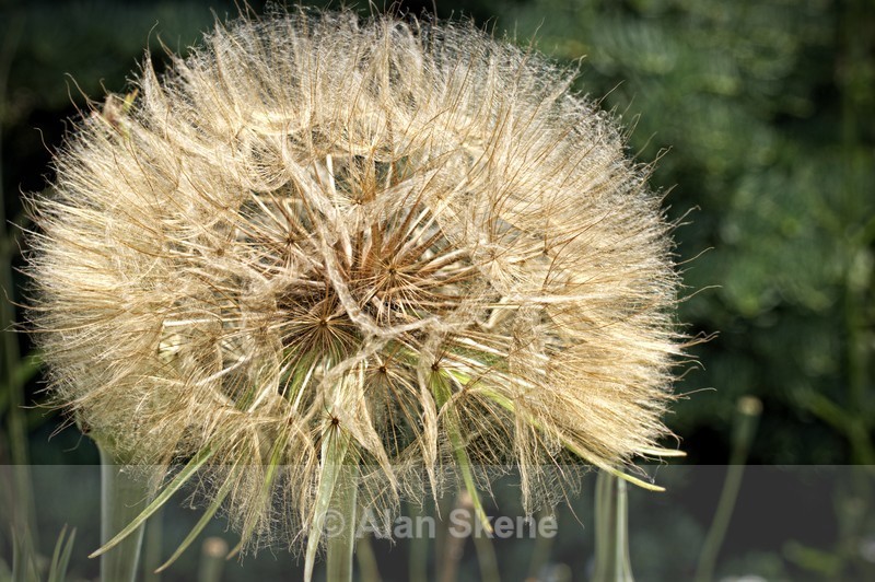 DSC04586 - Flora