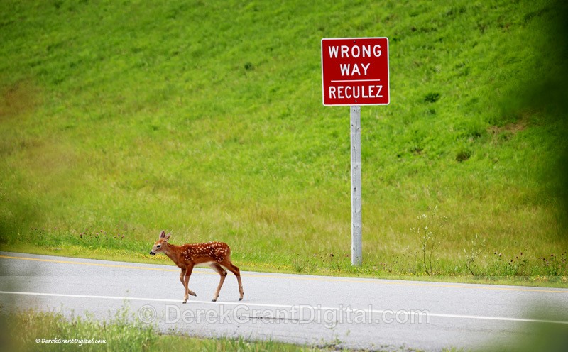 ! - Urban Wildlife