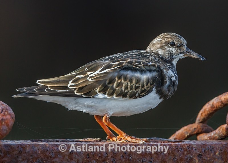 Turnstone - Latest Images
